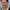 Dominic West