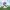 Wolf Children