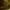Earwig