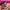 Bratz Kidz: Sleep-Over Adventure