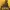 The Beekeeper