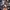 Altair: A Record of Battles
