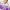 Violetta - Rivality