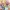 Maebashi Witches