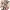 Idolmaster Cinderella Girls (The)