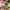 Kabocha Wine (The) - Episode 17