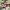 G-on Riders - Who Will Wear the Maid Clothes?