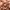 Assault Lily: Bouquet - Fragrant Olive: A Person of Eminence