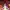 Fate/Zero - The Forbidden Feast of Madness