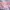 Idolmaster Shiny Colors (The) - Saying 